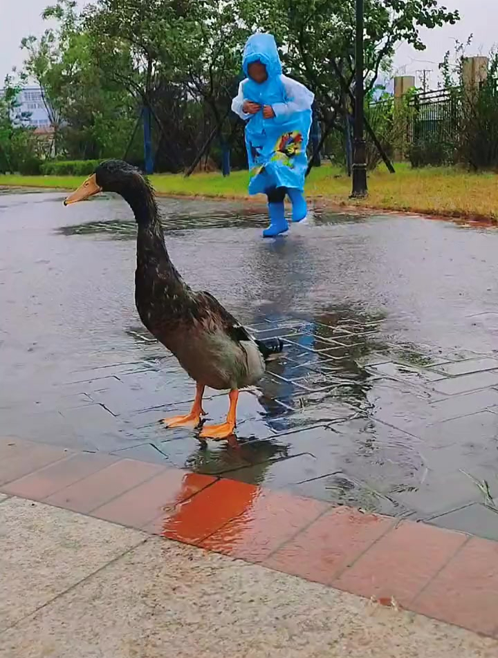 下雨天这家伙非要出来撒欢 鸭成落汤鸡 哥也湿了足 这下高兴了