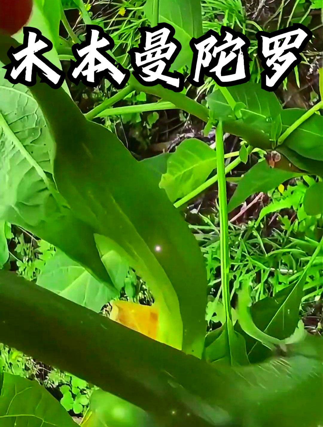 黄花曼陀罗也叫木本曼陀罗,把它煮水外抹,可以缓解跌打损伤