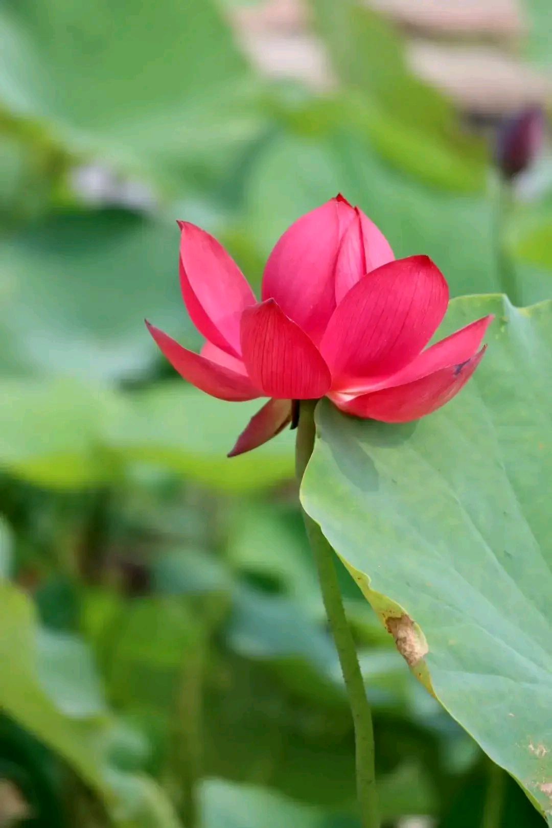"千瓣莲"是荷花中花瓣最多的品种,也是自然界中花瓣最多的花卉之一.