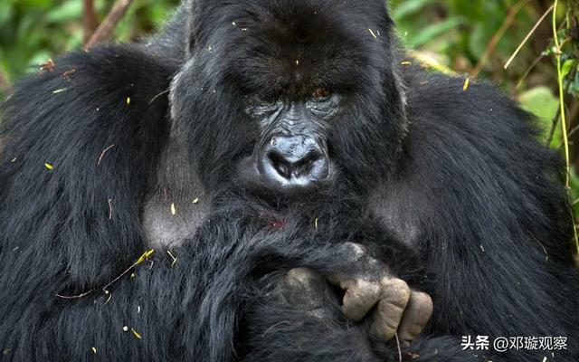 银背大猩猩不愧是动物界战力天花板,一拳2000公斤,是泰森的五倍