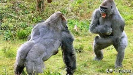银背大猩猩不愧是动物界战力天花板,一拳2000公斤,是泰森的五倍