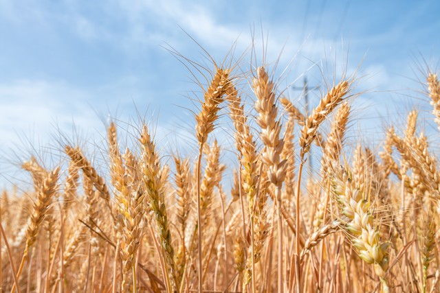 农大761小麦品种简介