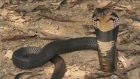 夏日云南眼镜王蛇出没,请注意!