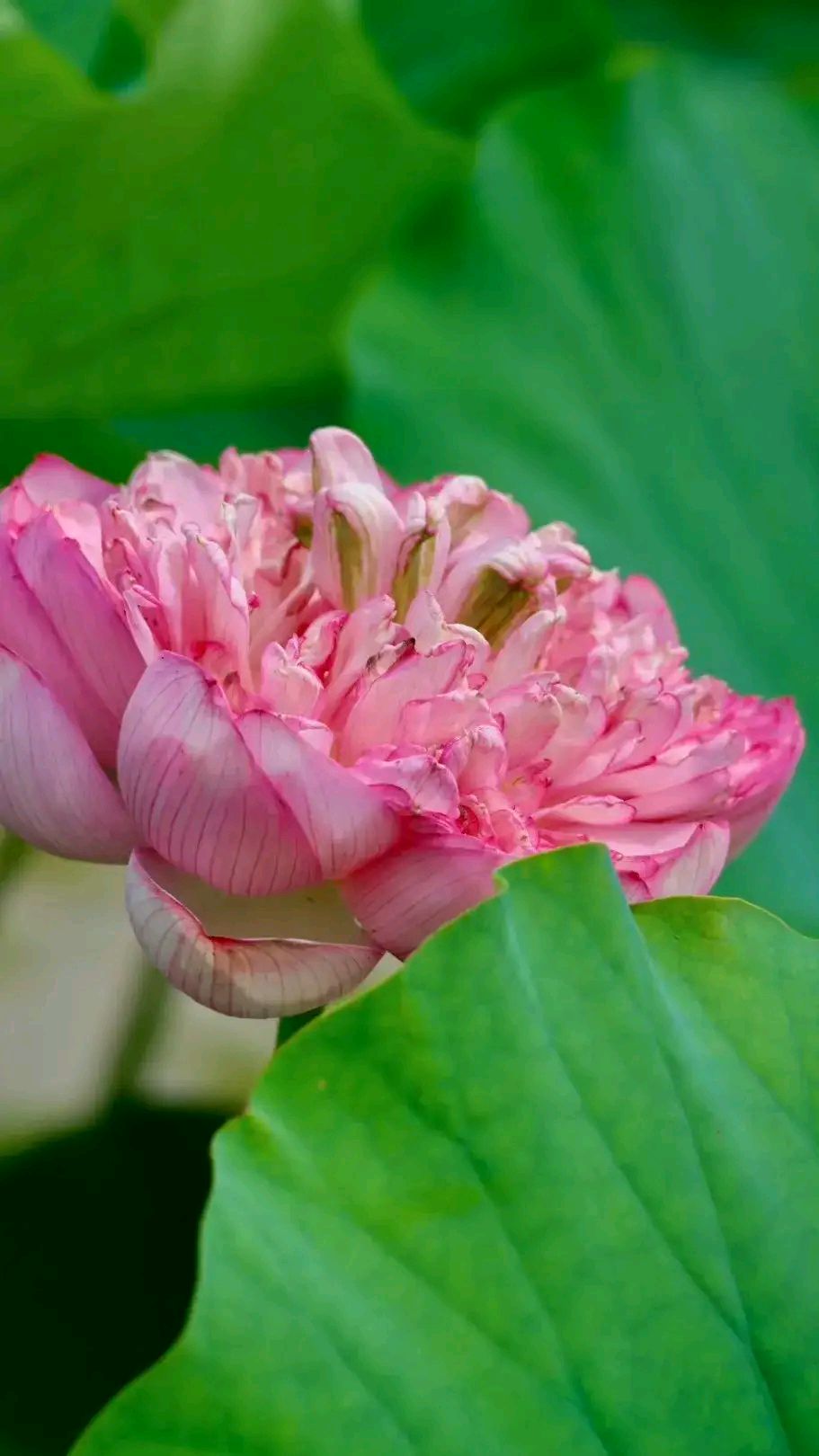 "千瓣莲"是荷花中花瓣最多的品种,也是自然界中花瓣最多的花卉之一.