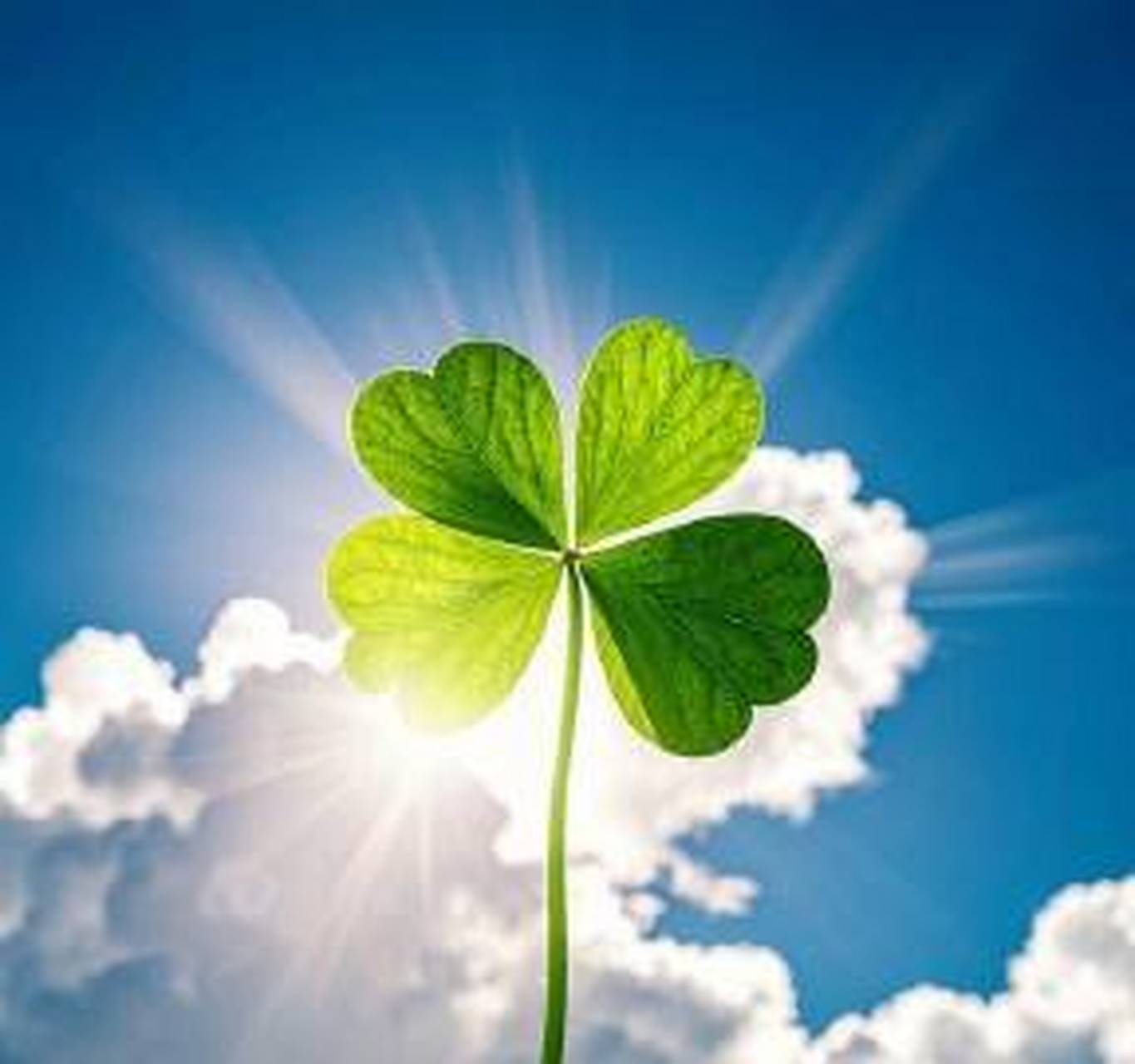 幸运草 寓意这幸运和好运 676767