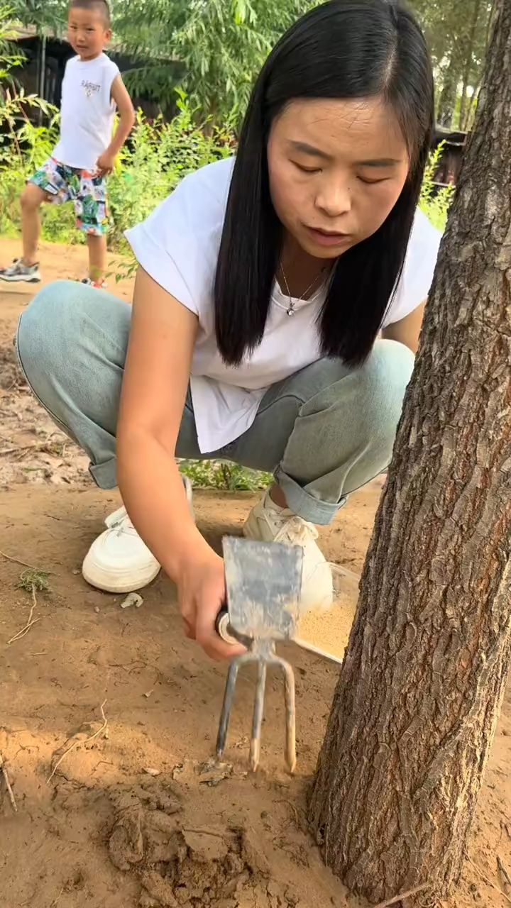 知了幼虫种植图片