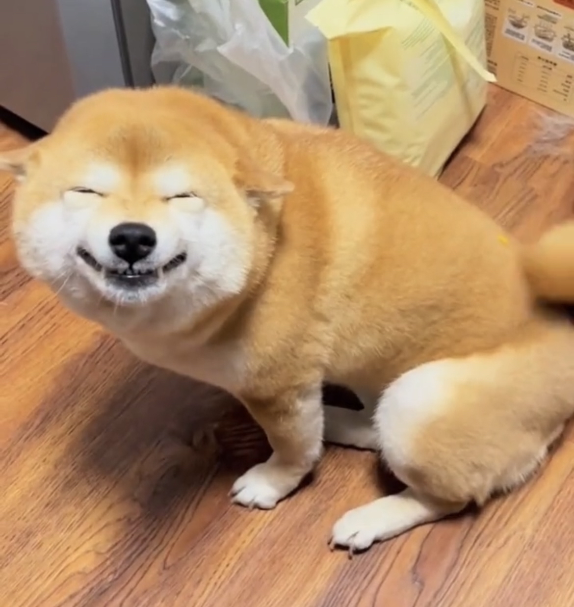 这狗子怕是要成精了吧?#动态连更挑战