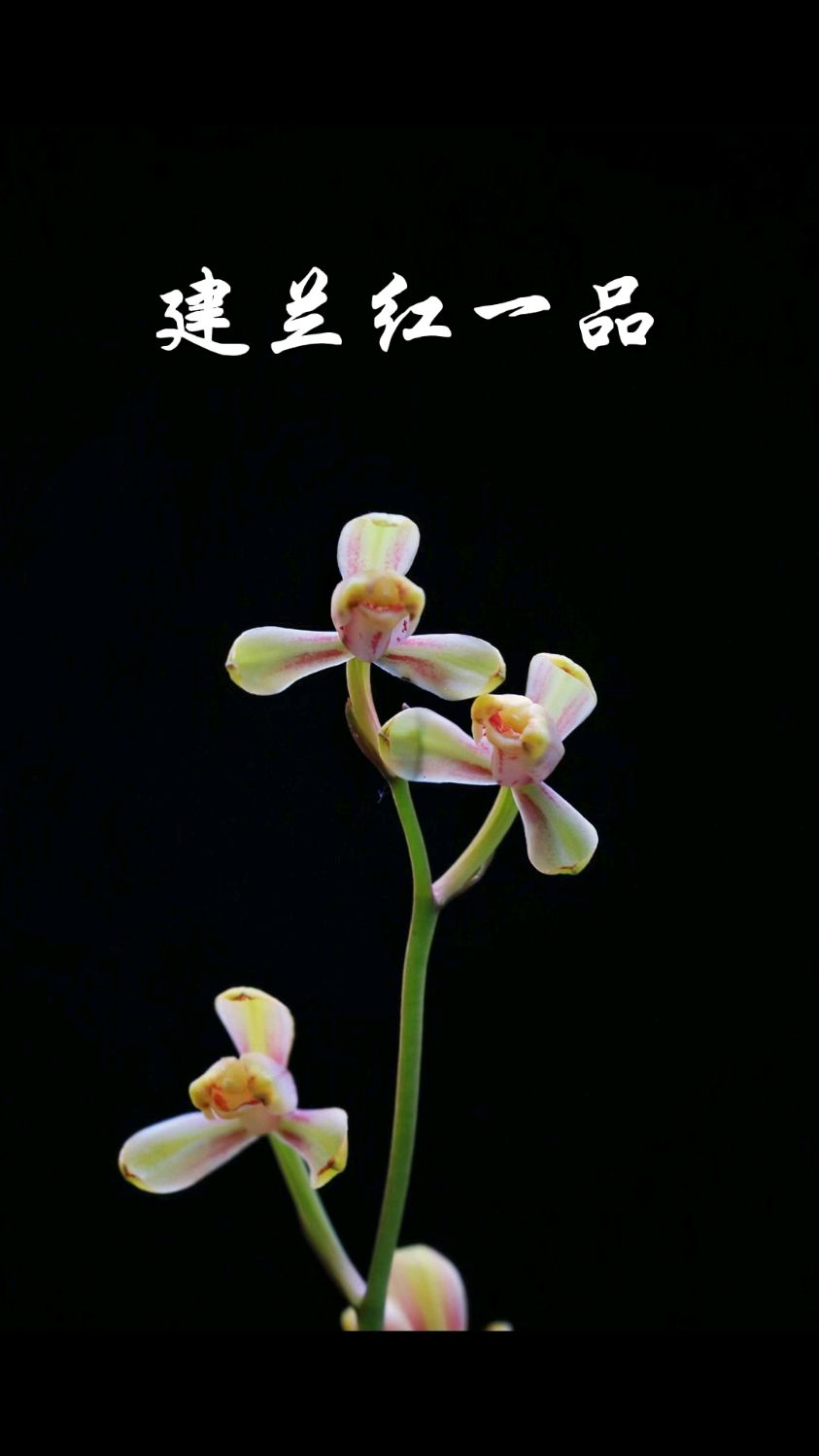 建兰经典品种红一品