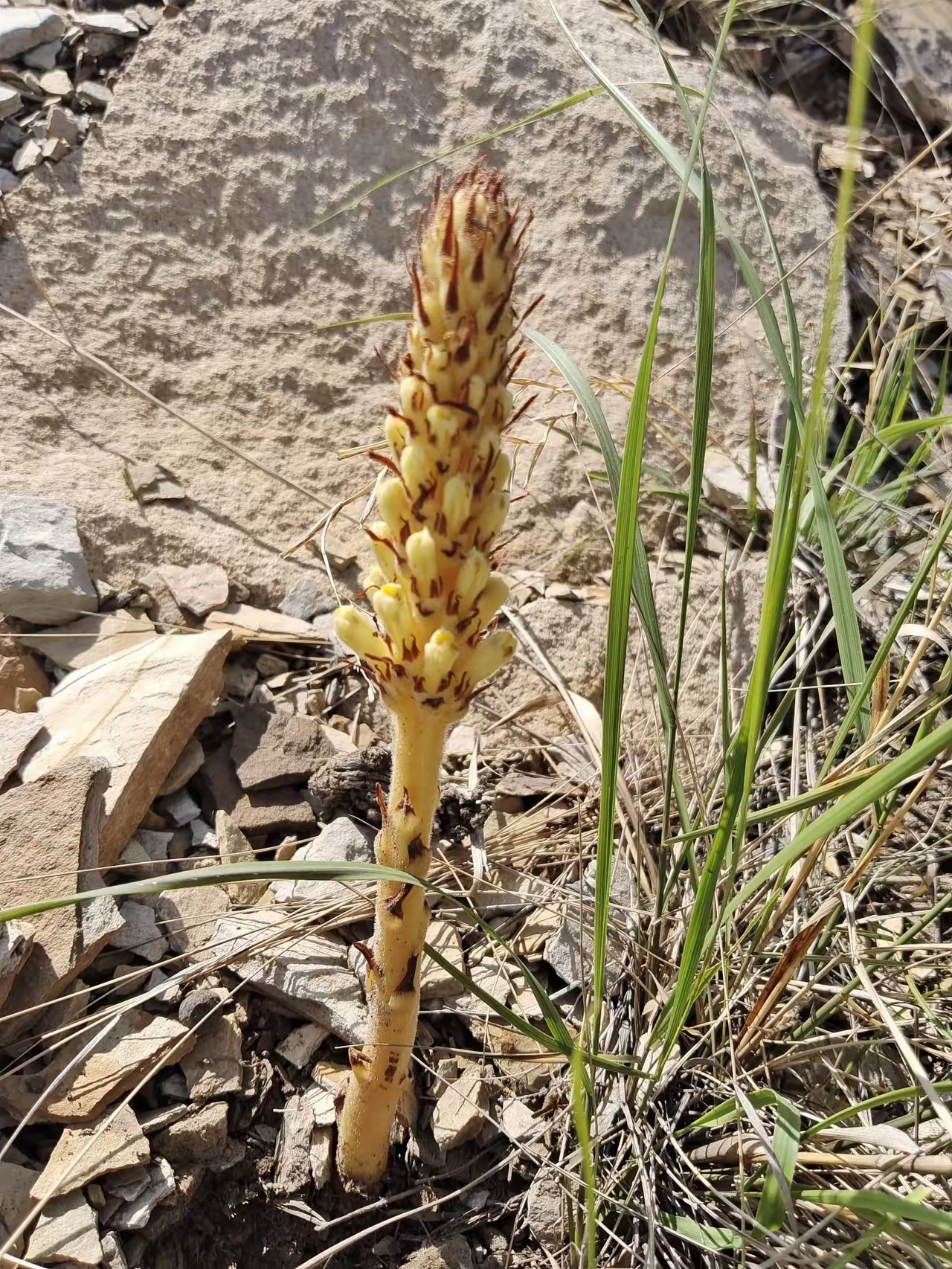 有朋友们认识这是什么药材的嘛?