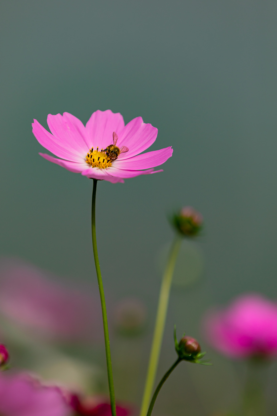 世界上所有的花妖娆图片