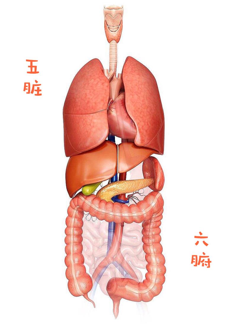 人体五脏分布图片