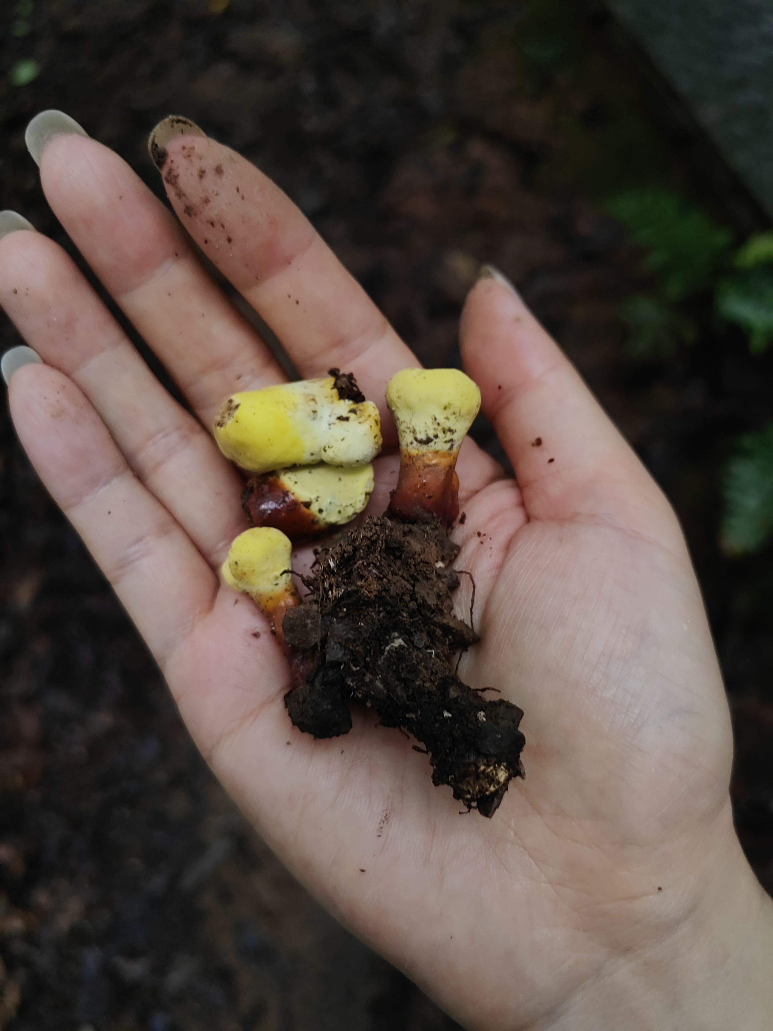 去爬南屏山,在一个老树桩旁边发现了几个迷你小灵芝,金黄色的,太可爱
