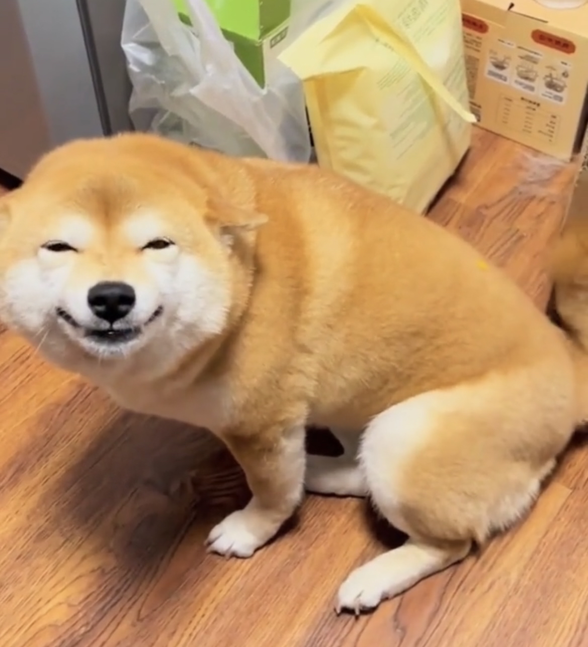 看见我就露着这笑脸,你们说我还能下得了手吗?这狗子怕是要成精了吧?