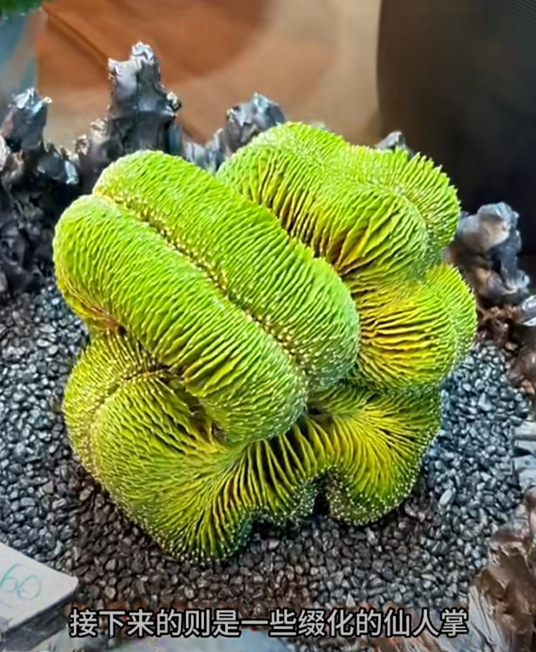 仙人掌科植物具有多种形态,包括多年生草本植物,灌木或乔木