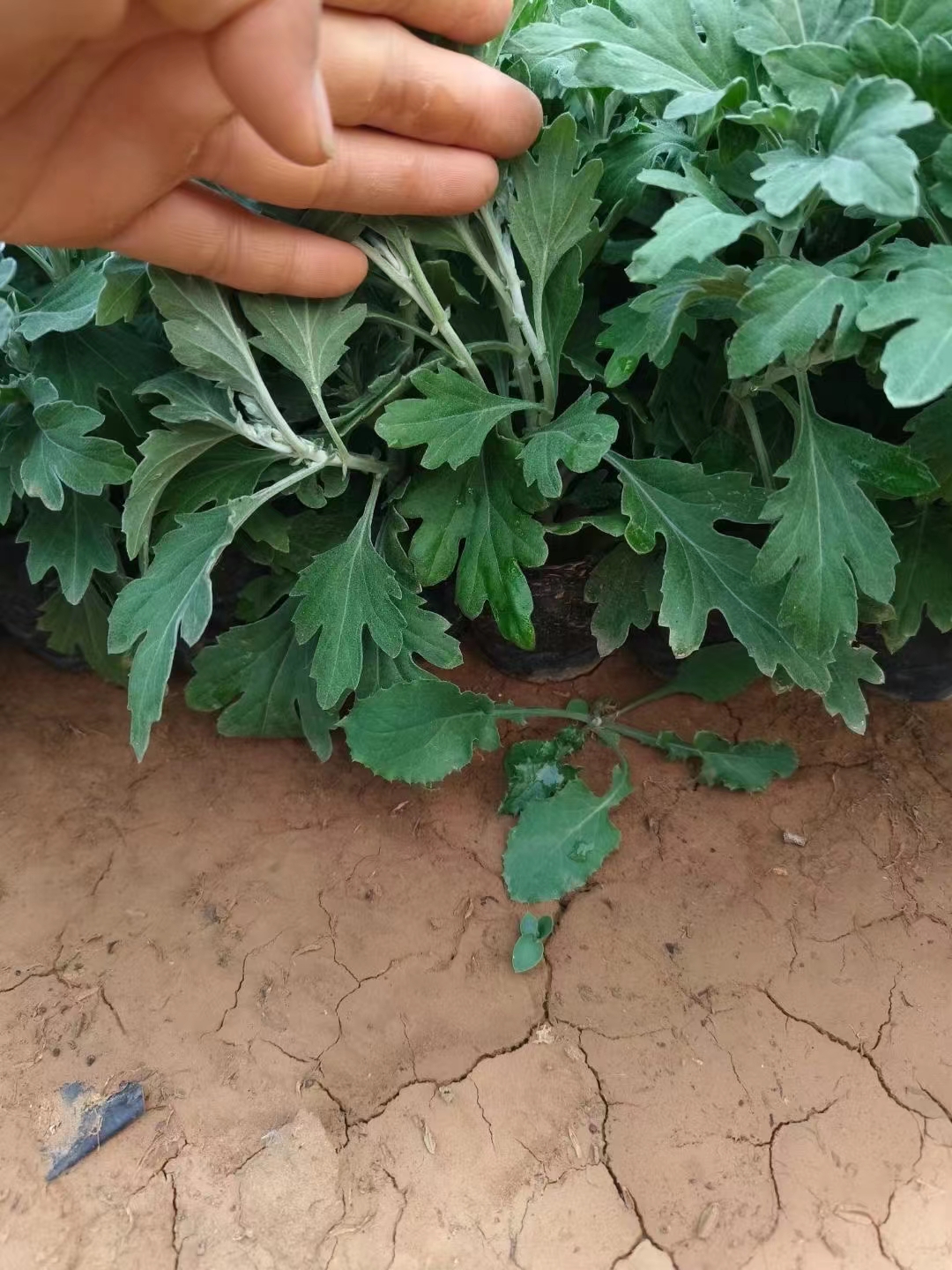 植物记录表菊花图片