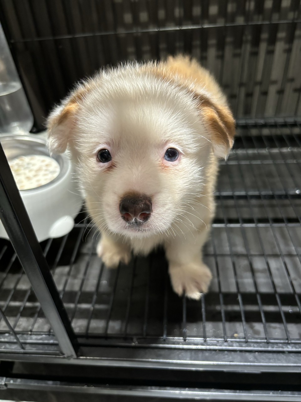 多宝还是异瞳柯基,两只眼睛颜色不一样.