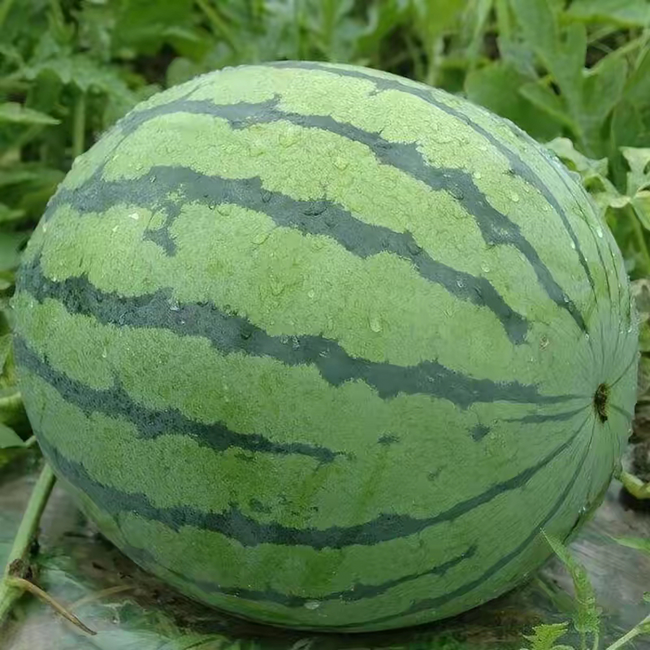 大家发现没有,有一种叫麒麟的无籽西瓜,目前在市场上销售很好.