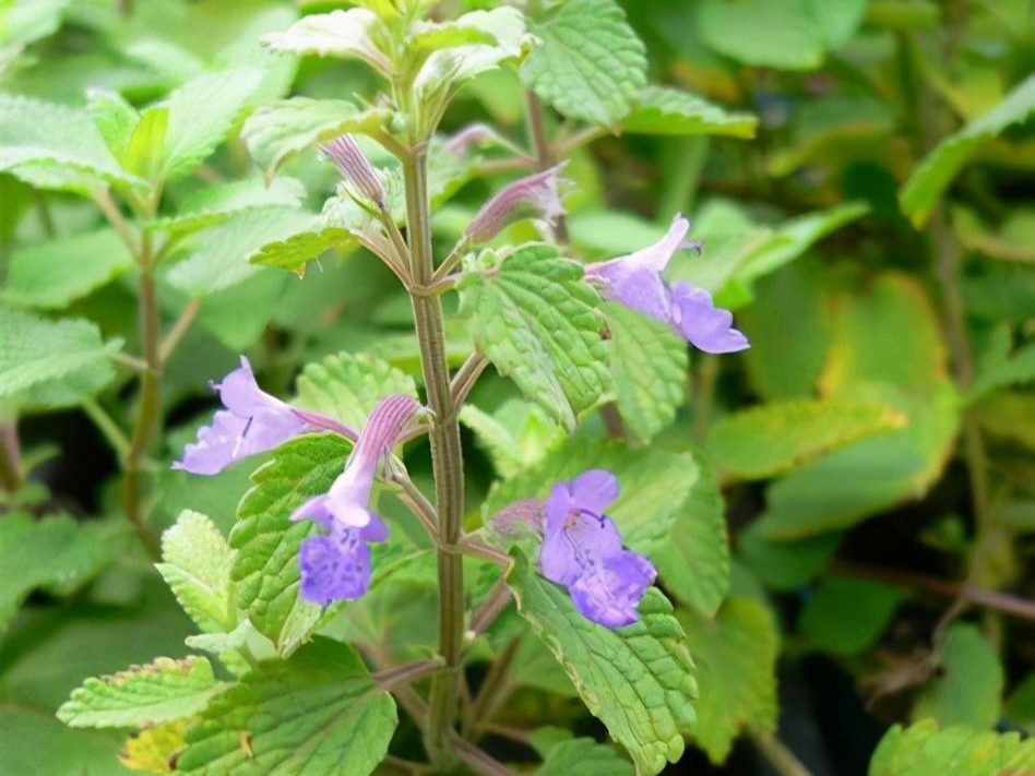 驱蚊植物排行榜?有哪些植物?