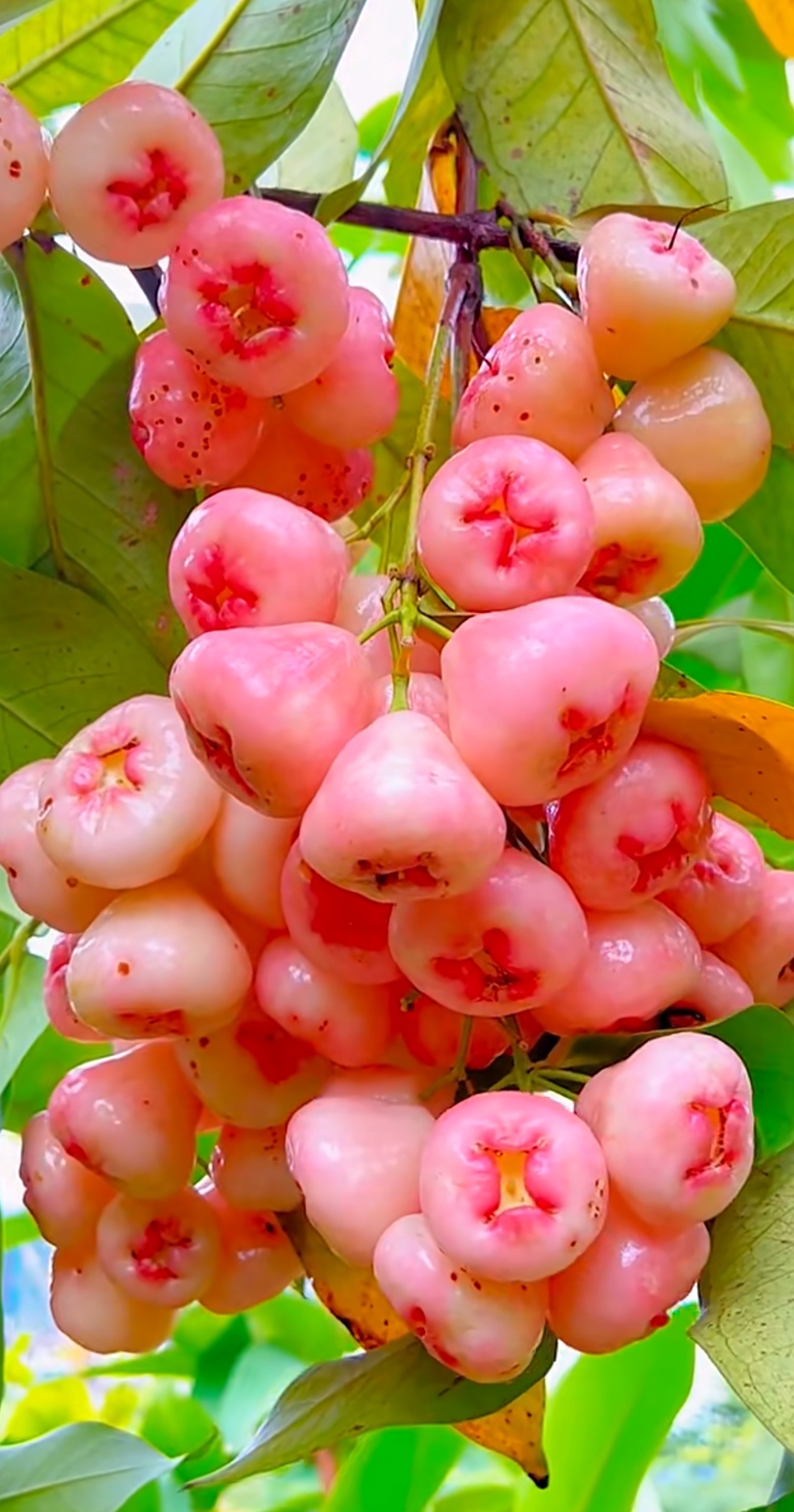 南方人回避一下,在北方很难见到的一种水果,它的名字叫莲雾,属于寒性