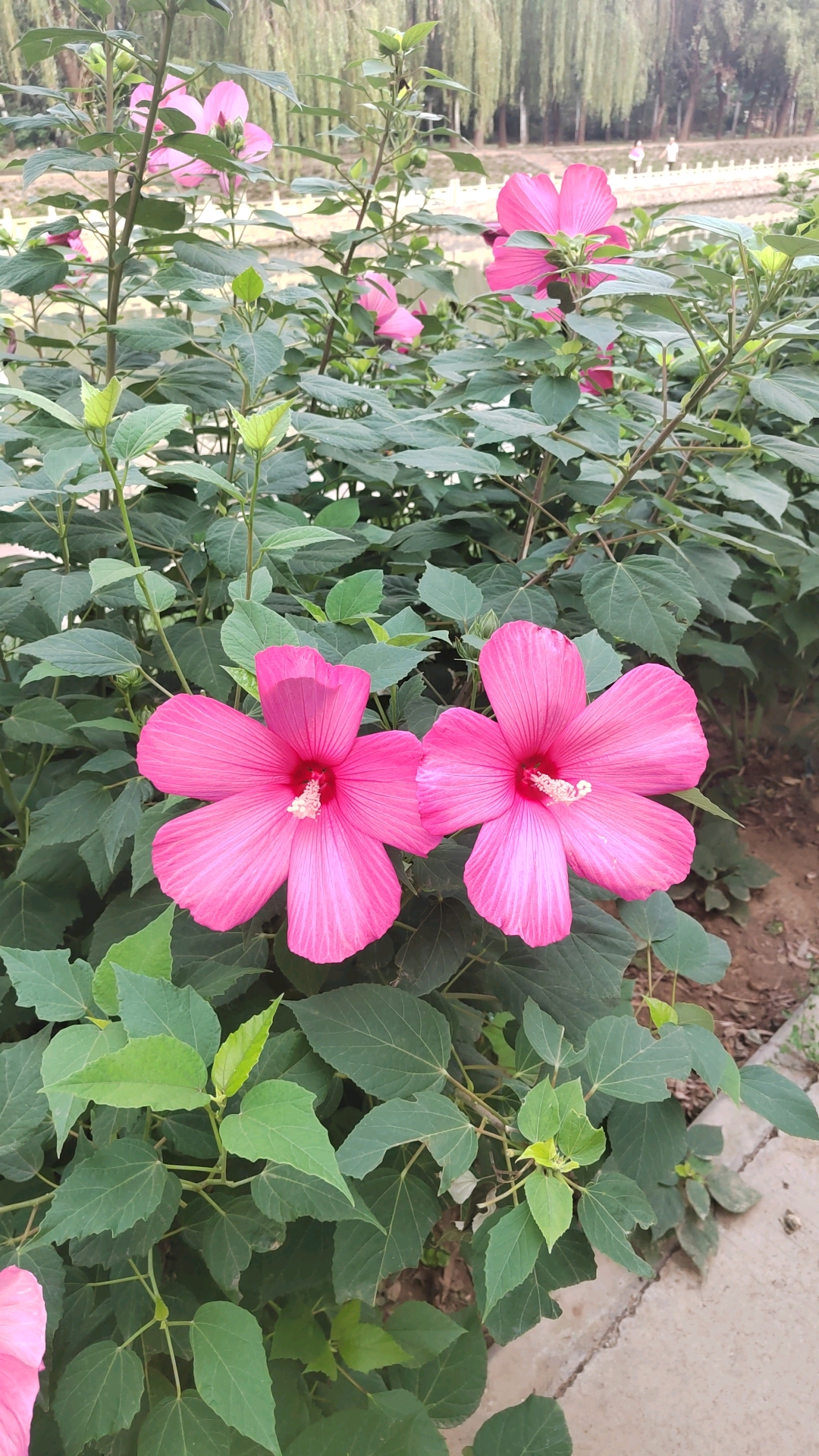 再拍大花秋葵0714