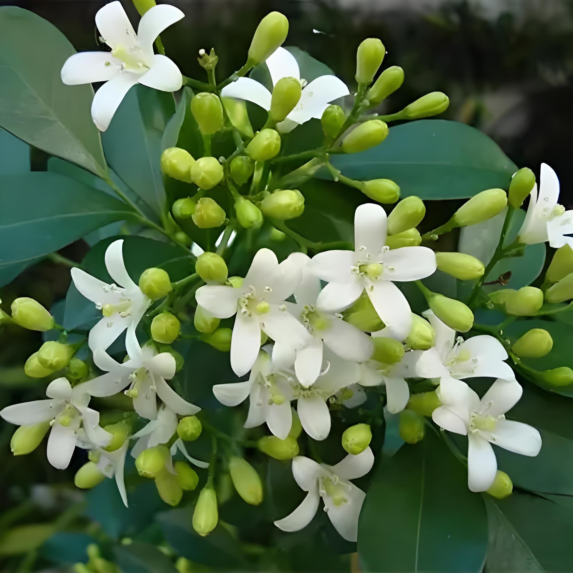 驱蚊植物排行榜?有哪些植物?