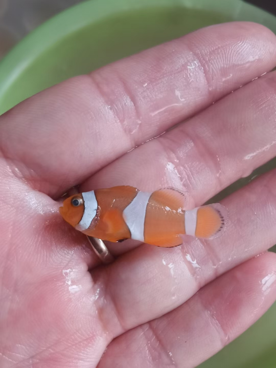 小丑鱼,不好养,死了一个.