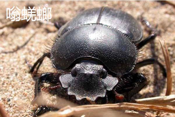 屎壳郎种类,不同的种类分布范围和外形均不同