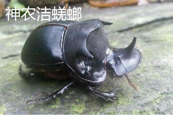 屎壳郎种类,不同的种类分布范围和外形均不同