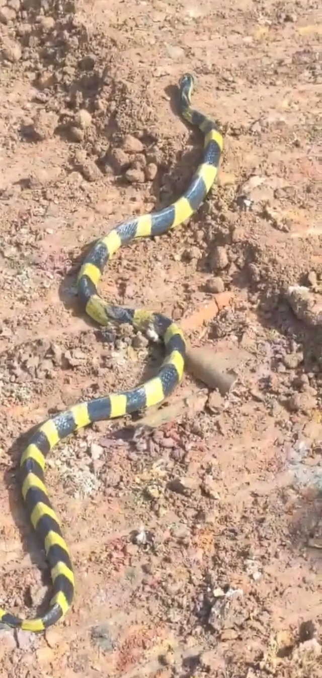 惊恐万状!广东湛江,老马在户外工地,发现一条黑黄两色的小怪蛇