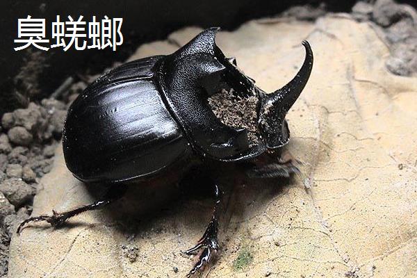 屎壳郎种类,不同的种类分布范围和外形均不同