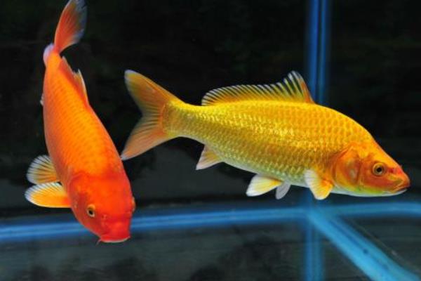 锦鲤常见病症症状,以及治疗方法