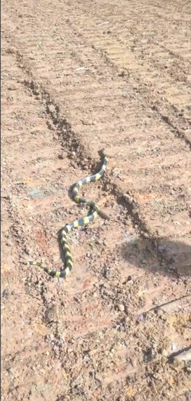 惊恐万状!广东湛江,老马在户外工地,发现一条黑黄两色的小怪蛇