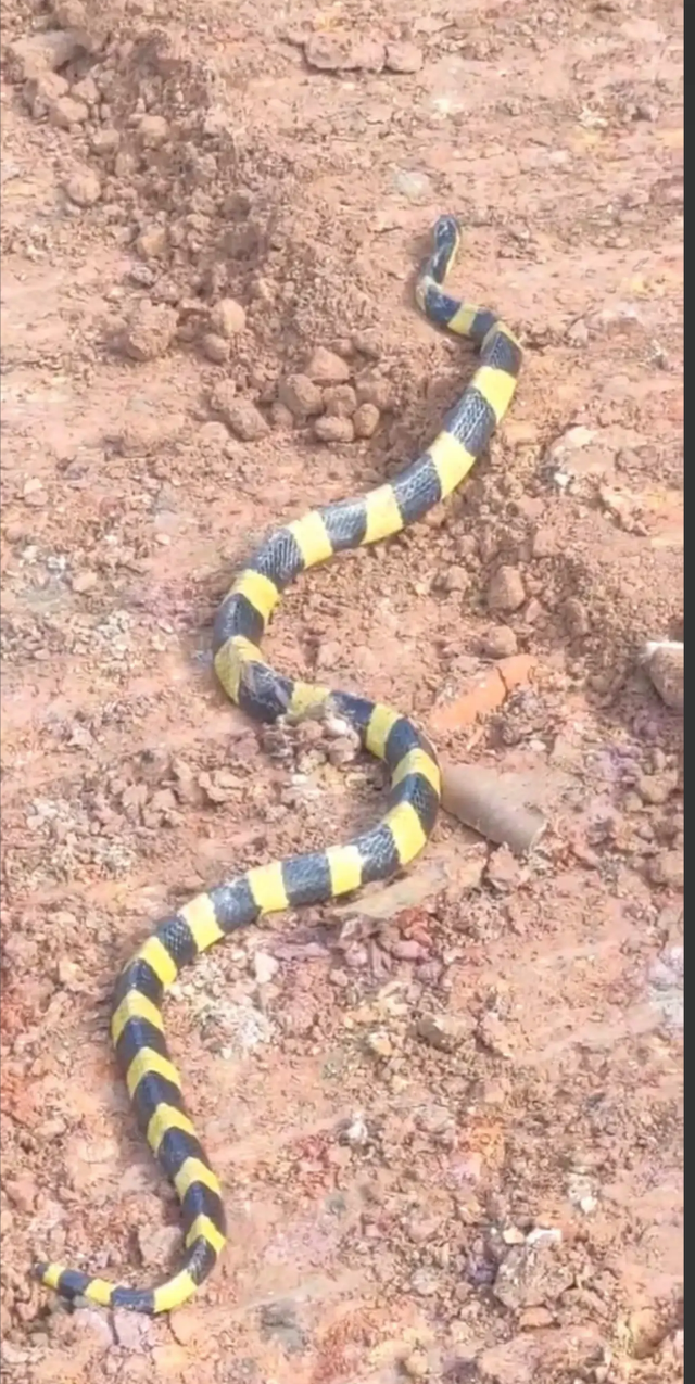 惊恐万状!广东湛江,老马在户外工地,发现一条黑黄两色的小怪蛇