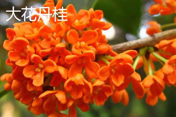 桂花树的品种有哪些,有什么特点