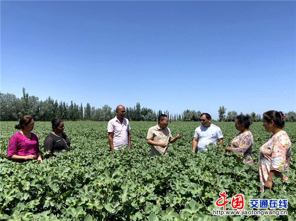 新疆英吉沙县委图片