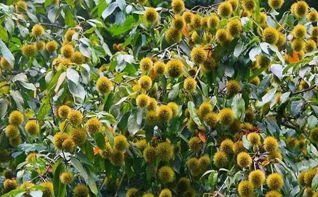 长得像"板栗"的果实,不能吃,你一定要学会区分!