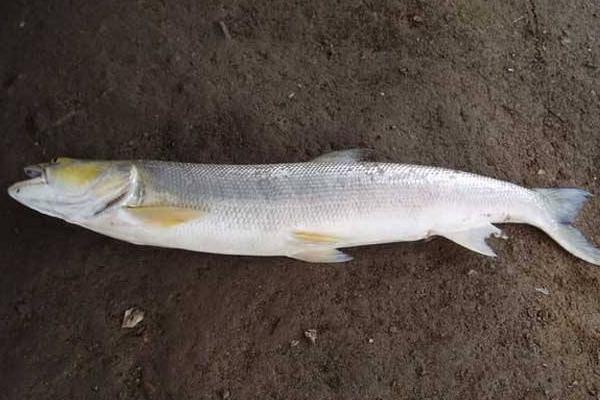 鳡鱼多少钱一斤,附营养价值和做法