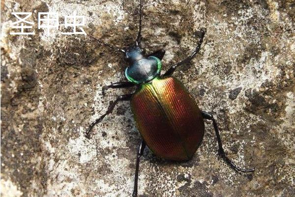 屎壳郎种类,不同的种类分布范围和外形均不同