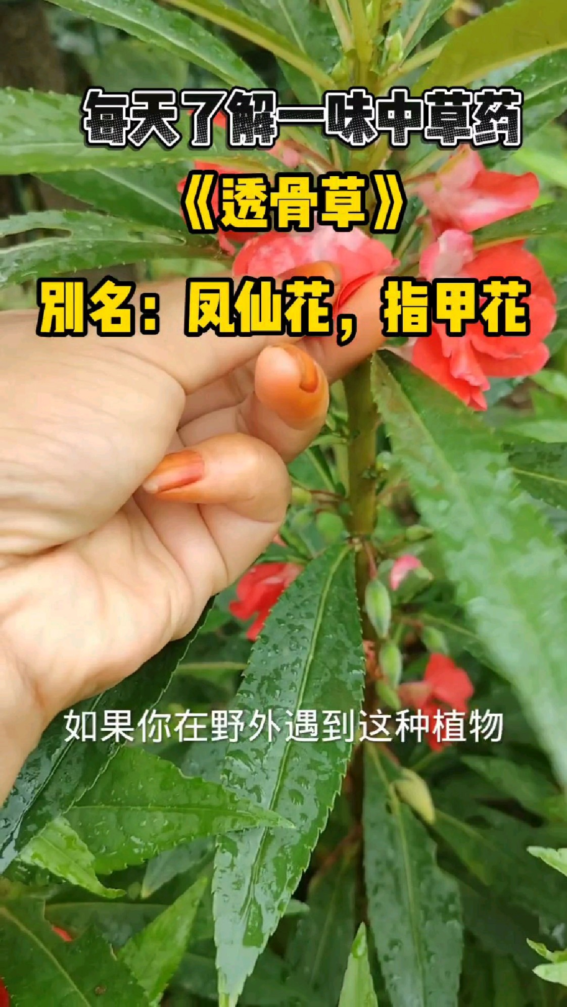 每天了一味中草药