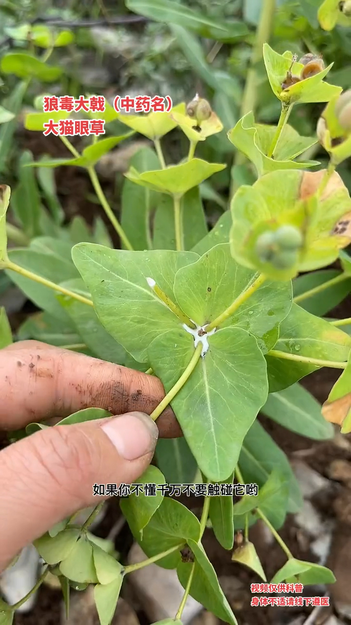 罕见植物狼毒:又名大猫眼草,因其越来越少,一颗都要不少钱