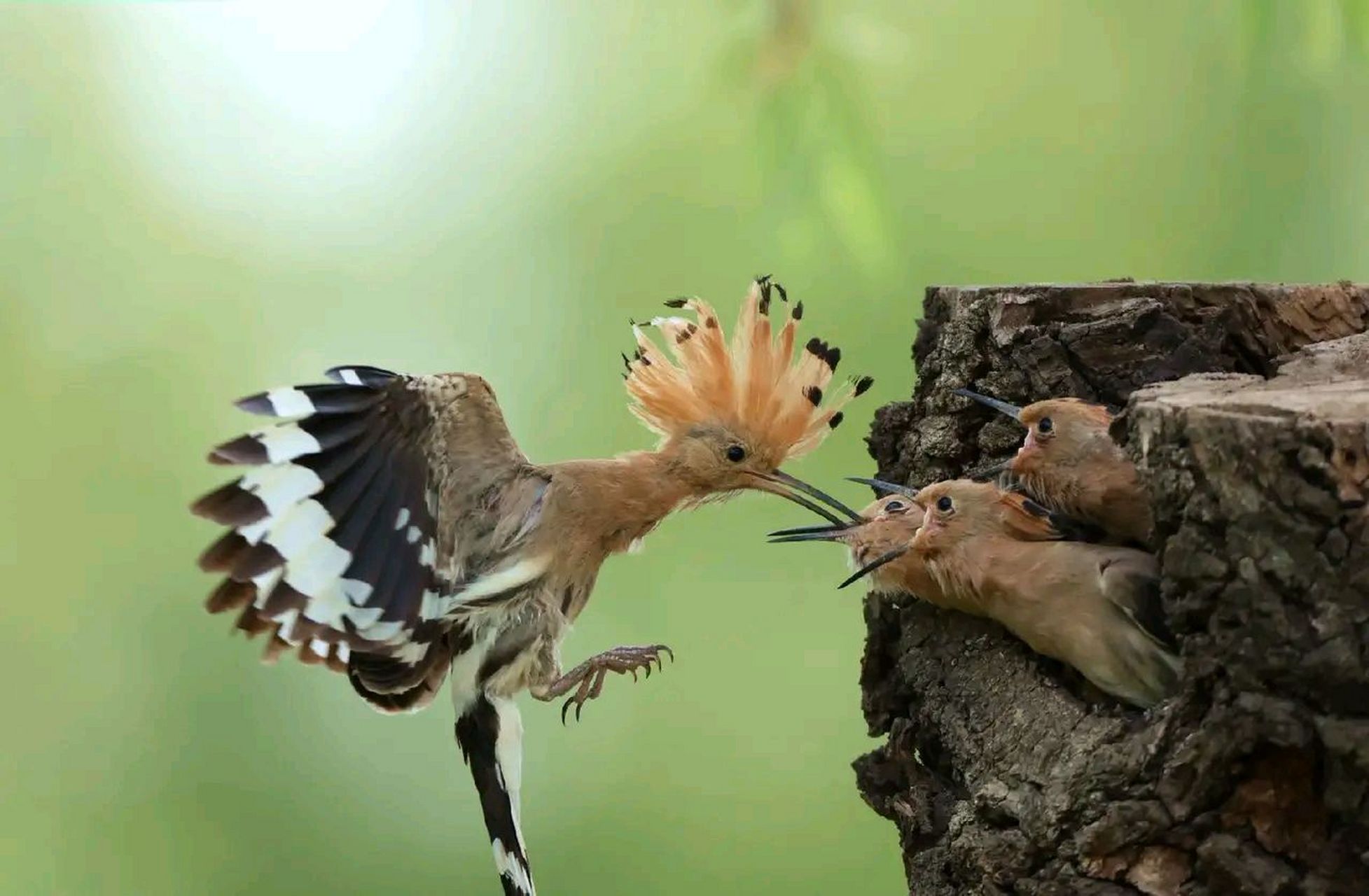 万物有灵 | 戴胜育幼鸟 戴胜(学名:upupa epops)是戴胜科,戴胜属鸟类.