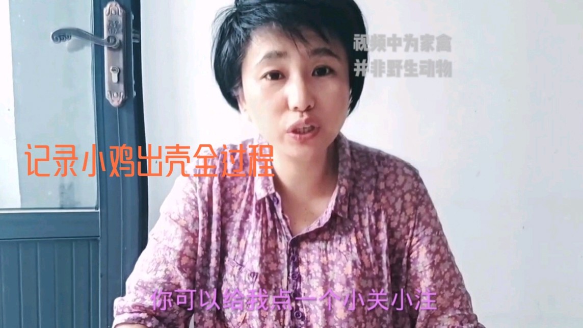 记录小鸡出壳的全过程