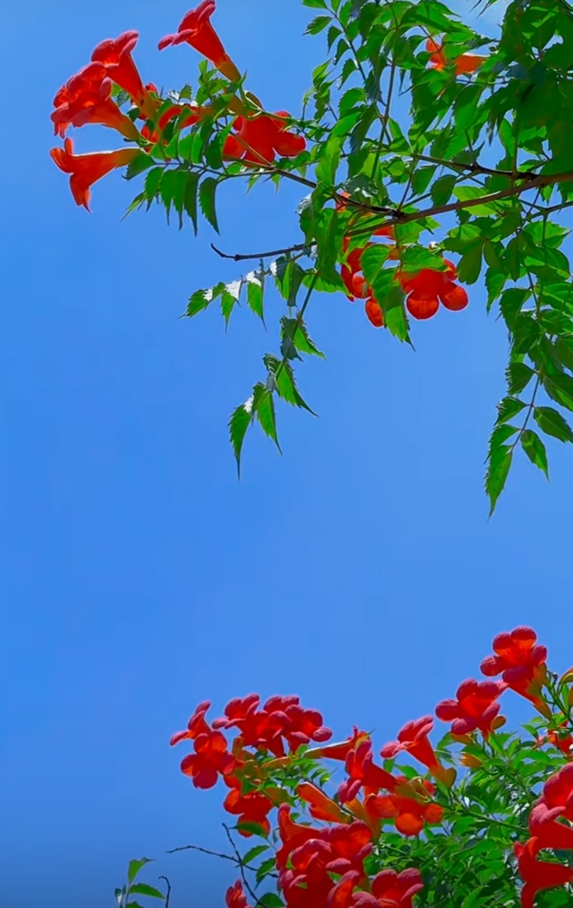 这些像小喇叭的小红花,把蓝天衬托得格外蔚蓝清澈.