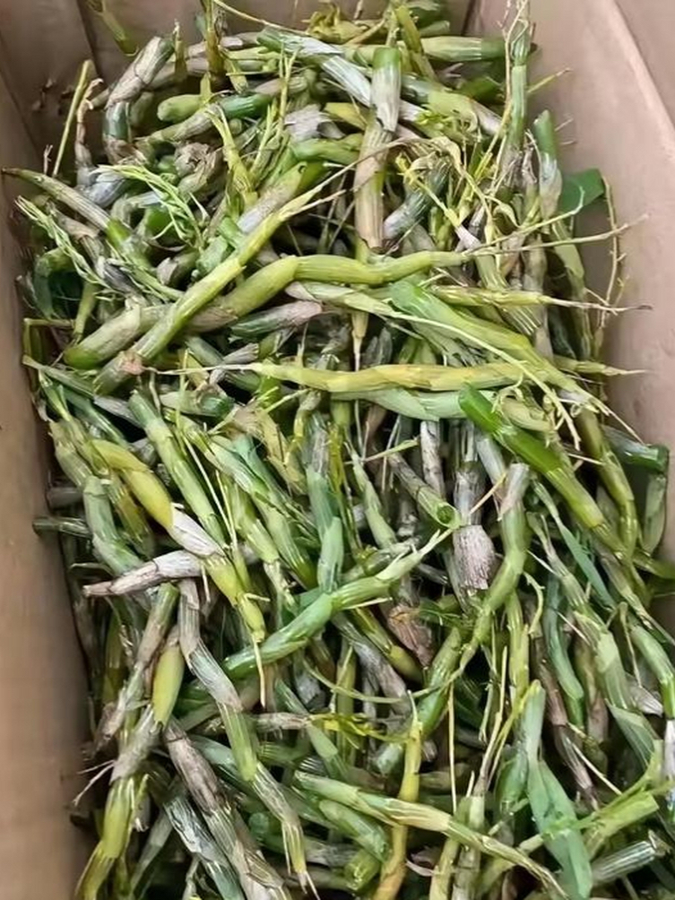 野菜贵吗(野菜的价格表)