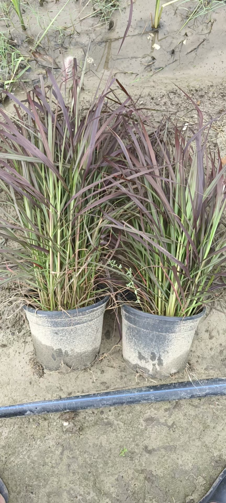 紫叶狼尾草种植与养护