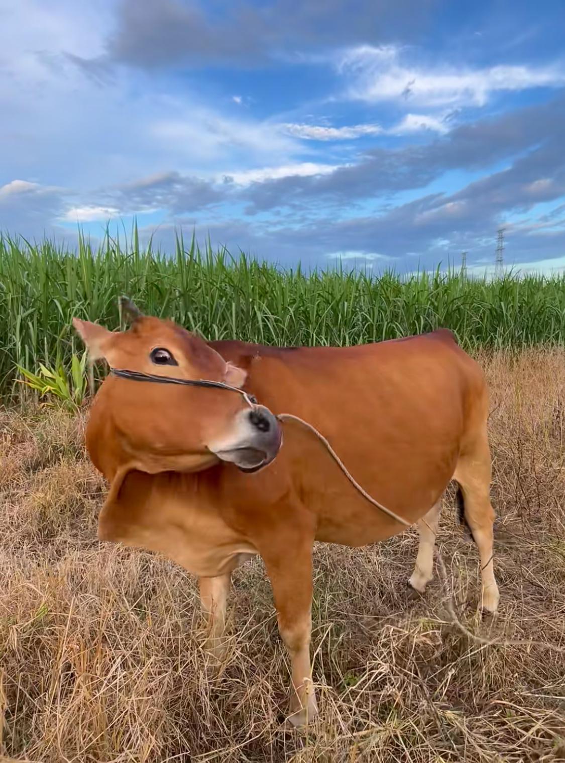 放牛的一天 阳光温柔地洒在乡间的田野上,我迎来了在田埂放牛的一天.