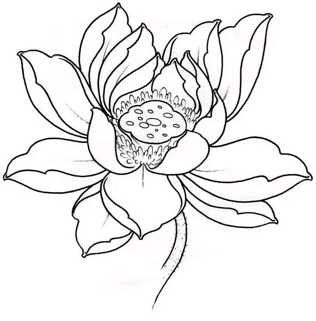 白描 | 荷花之美