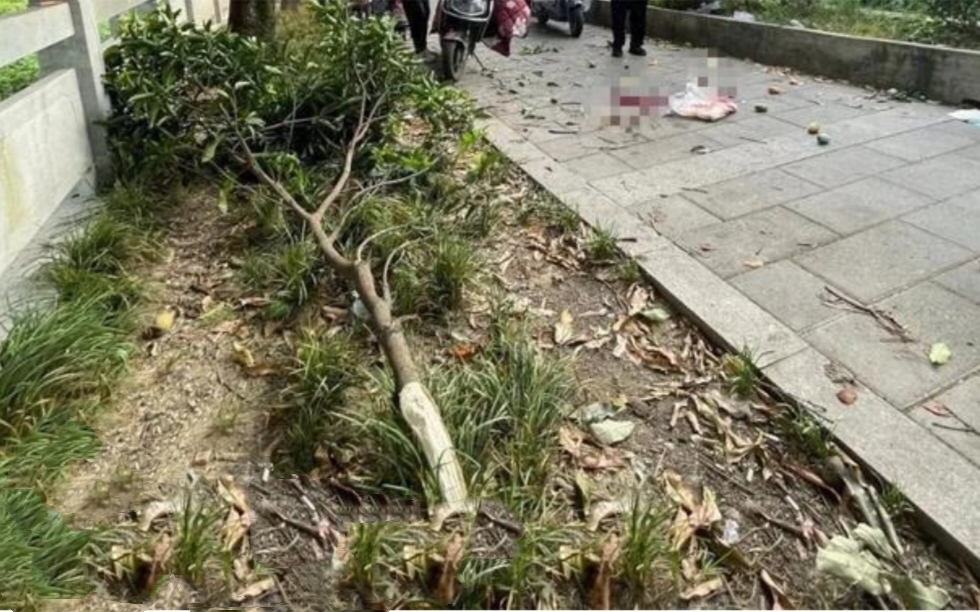 福建福州一名男子绿化带爬树摘芒果,不慎从树上坠落身亡!