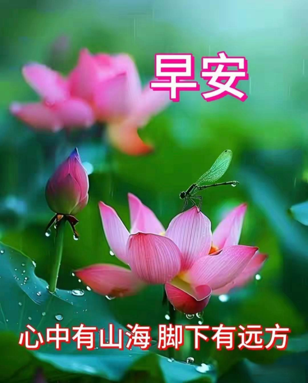 分享莲花早安图片(一) #今日早安# #荷花# #人生感悟