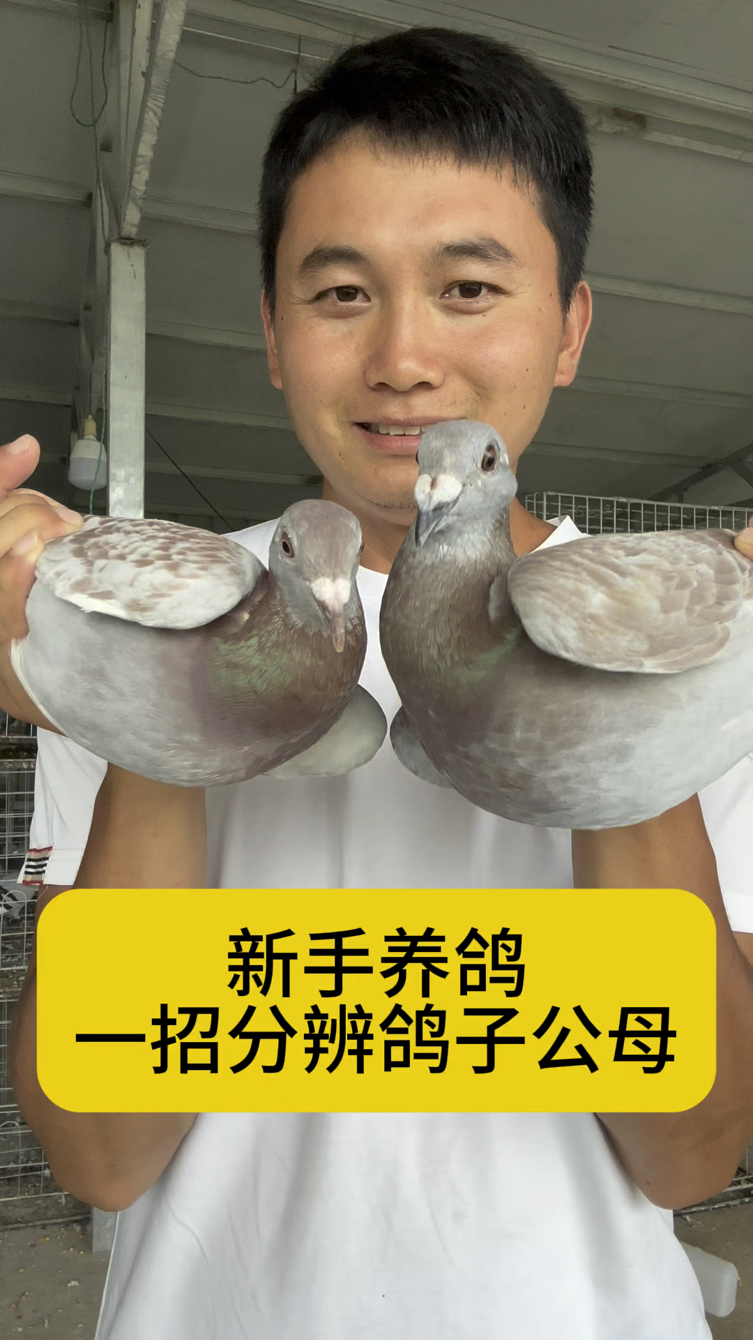 新手养鸽教你一招分辨鸽子公母